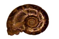 Holcophylloceras paquieri